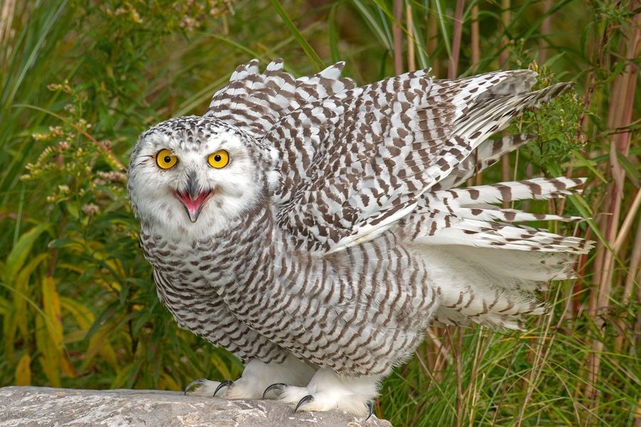 Snowy owl, juvenile, in Ontario, Canada by Peter Burian is licensed under CC BY-SA 4.0.